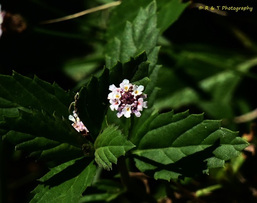 {Phyla lanceolata}